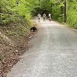 City Feel Good With Forest View