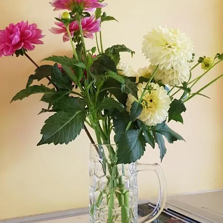Hotel Homestay City Zurich