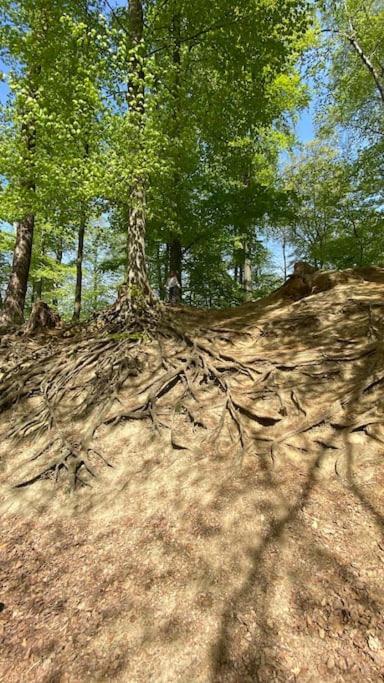 Feel Good With Forest View