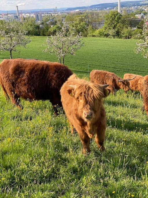 Feel Good With Forest View Zurich