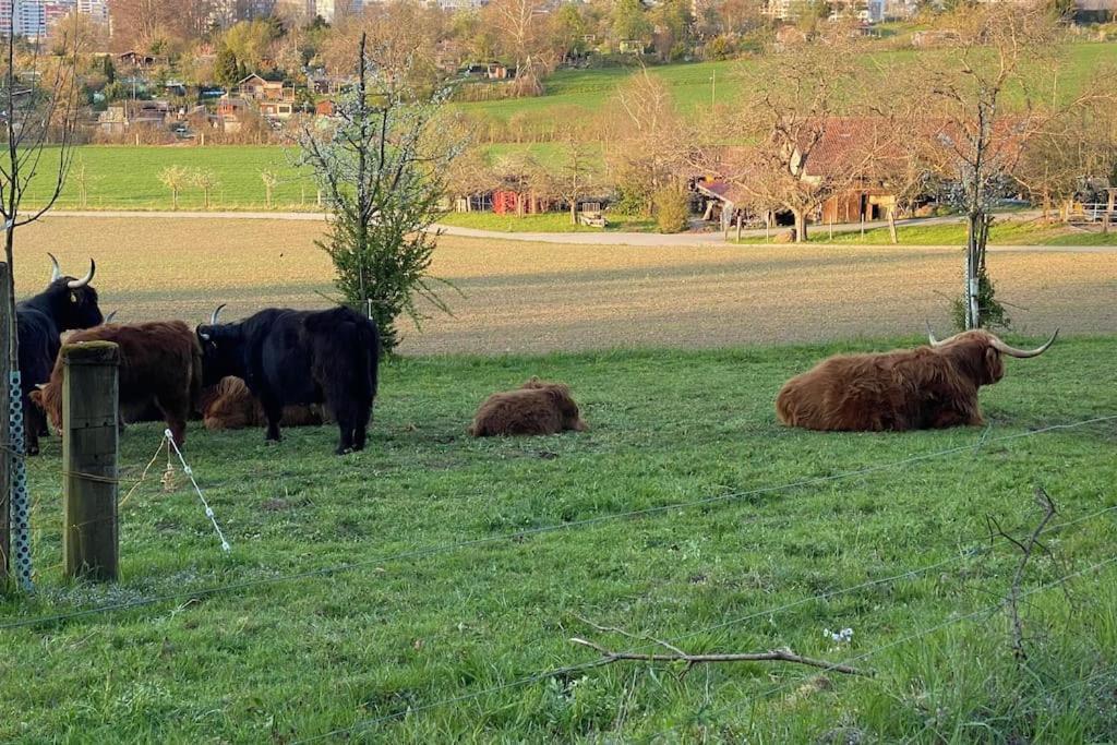 Feel Good With Forest View Zurich