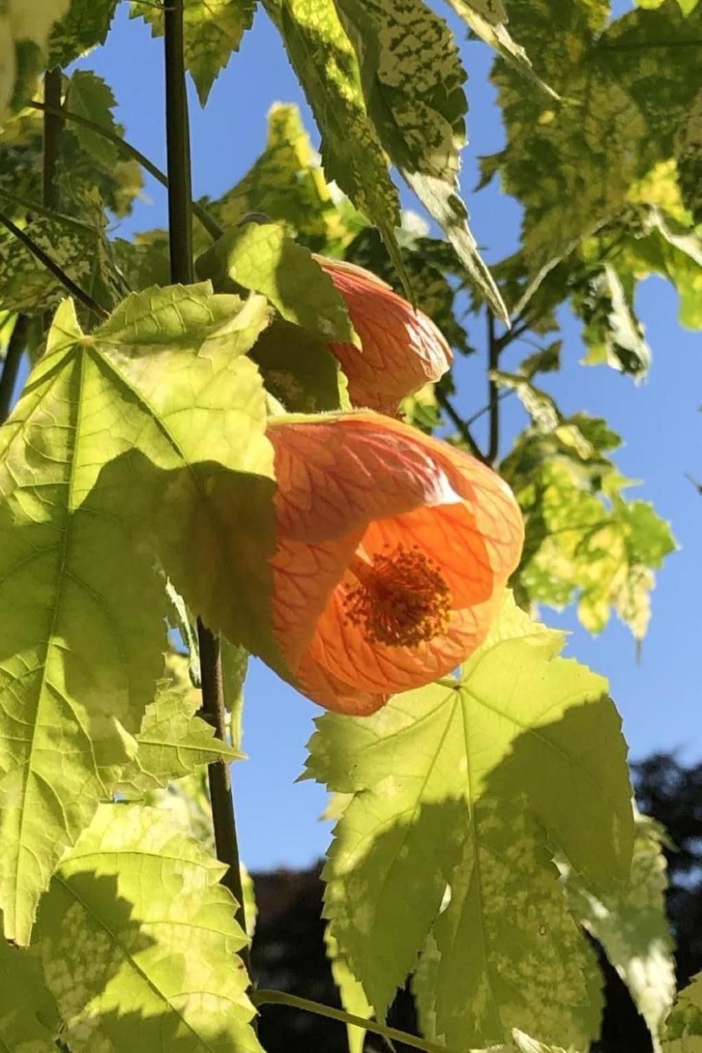 Casa Blumer - Mit 1200m2 Garten By Interhome Zurich