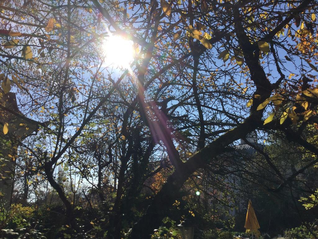 Garden Studio Zurichberg