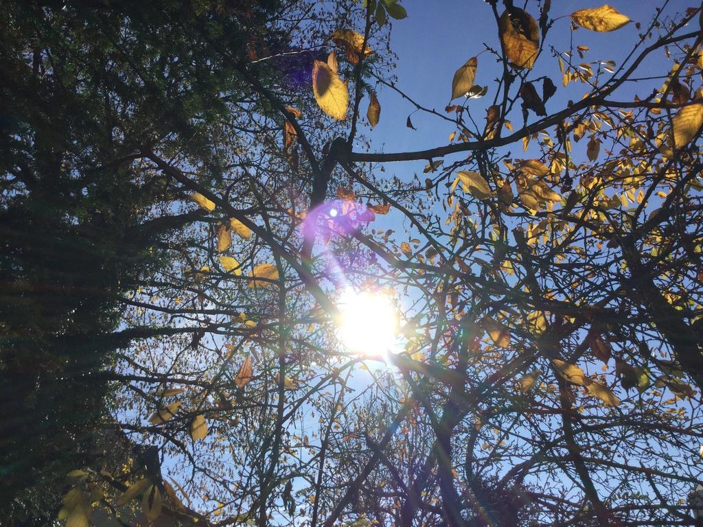 Garden Studio Zurichberg *