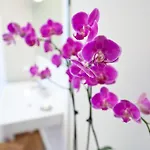 Apartment Jenatsch