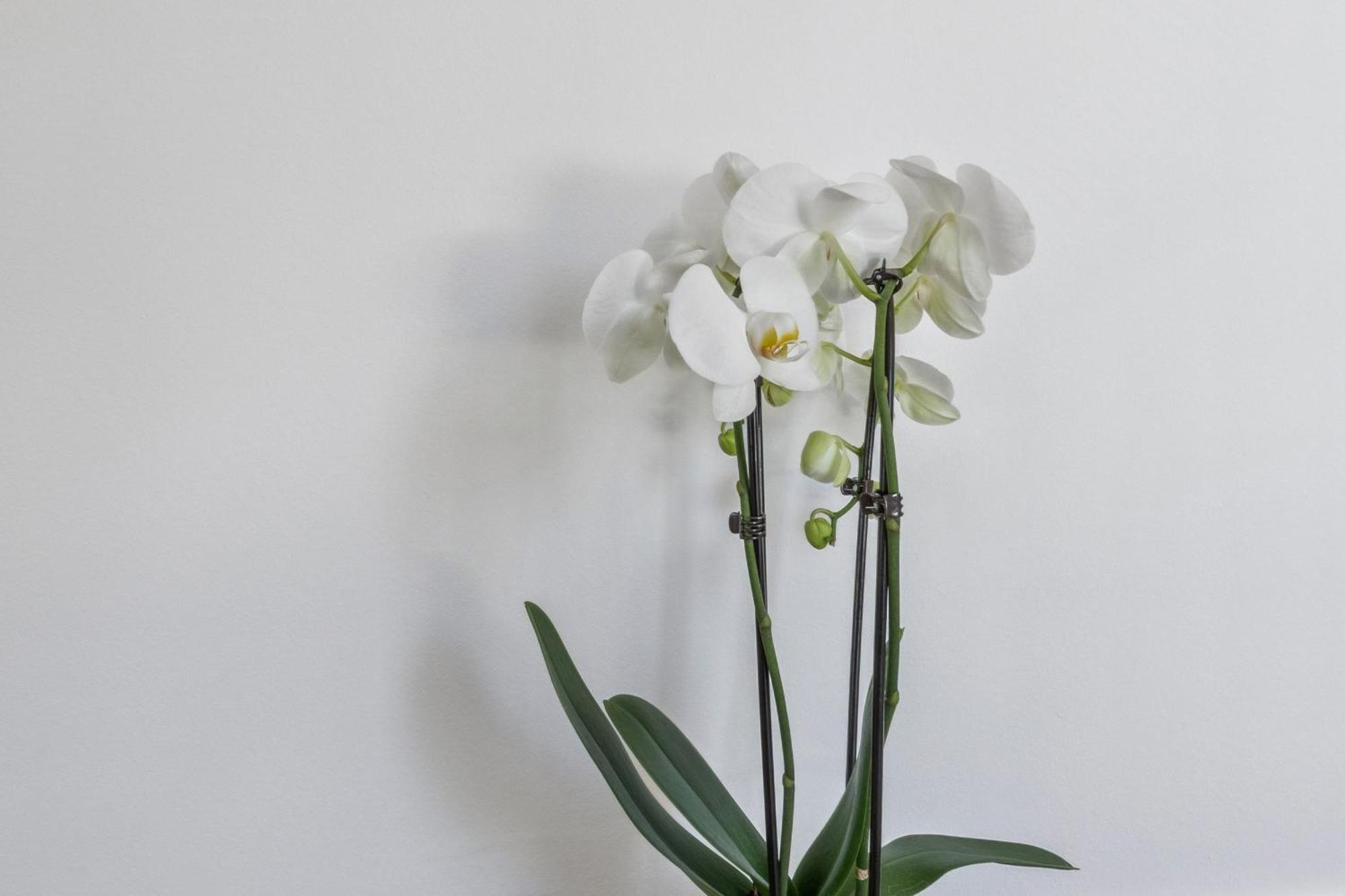 Horizon Bahnhofstrasse, Loewenstrasse Penthouse Apartment *