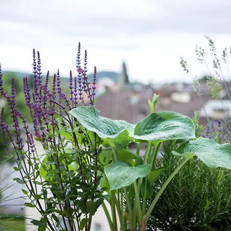 Hottingen - Near Old Town And Zurich